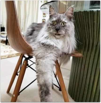 Maine Coon cat lying on the chair with its shock face
