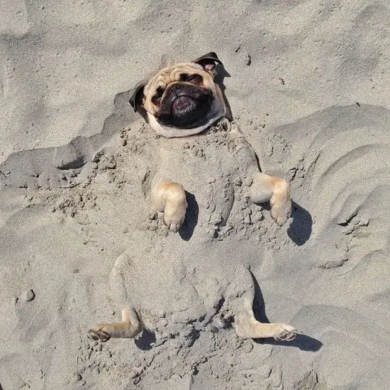 Pug covered in sand