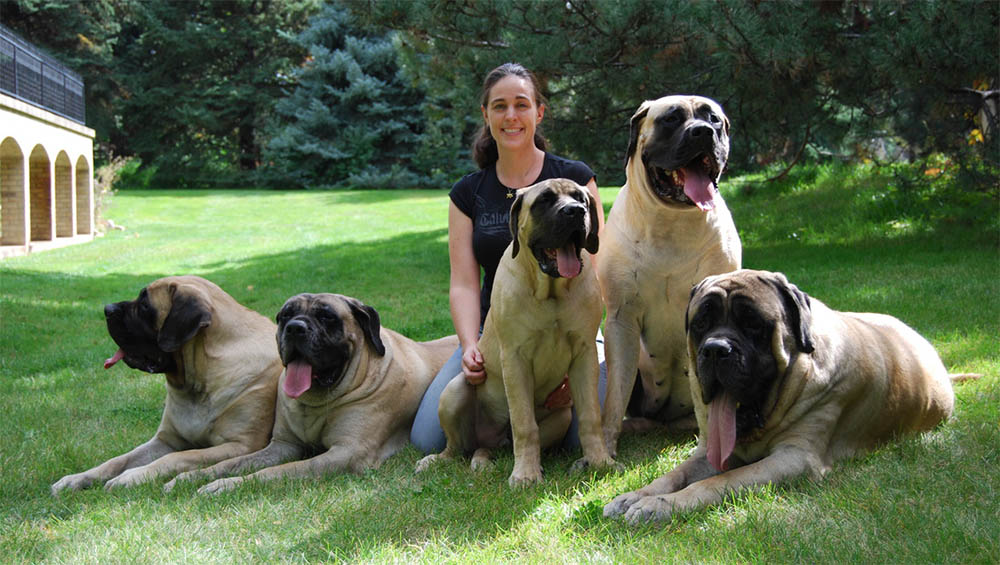 a woman kneeling on the grass along with her five English Mastiffs