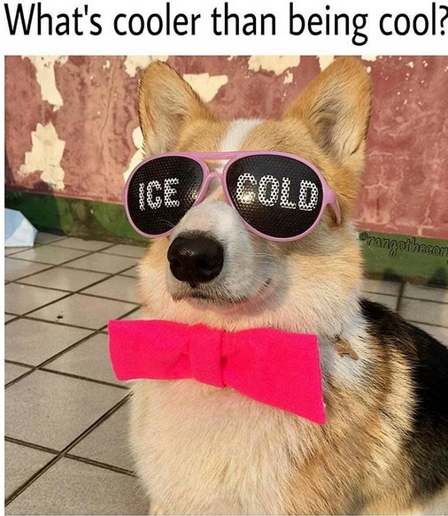 A Corgi wearing a pink bow tie and sunglasses with text - Ice cold photo and with caption - What's cooler than being cool?