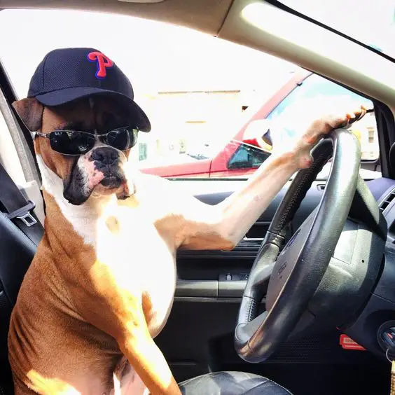 Boxer dog in the driver's seat wearing cap and sunglasses