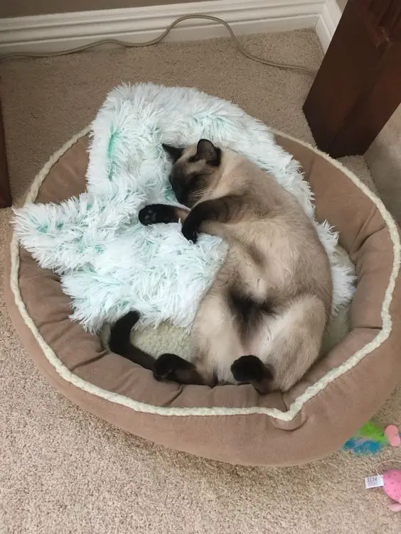 Siamese Cat sleeping on its bed