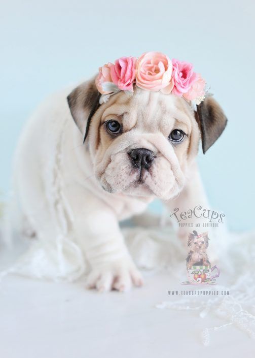 English Bulldog with cute flower headband