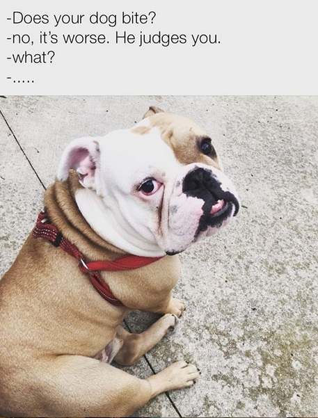 A Bulldog sitting on the pavement and with caption - Does your dog bite? no, it's worse. He judges you- What?