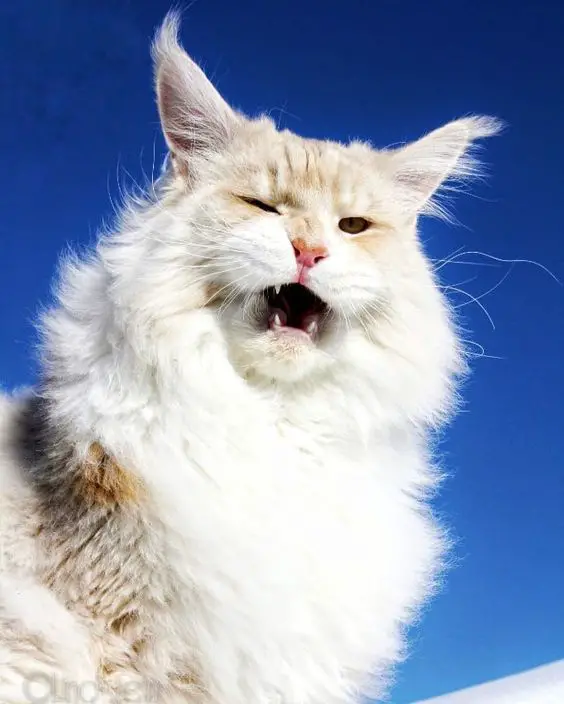 Maine Coon Cat in a blue sky