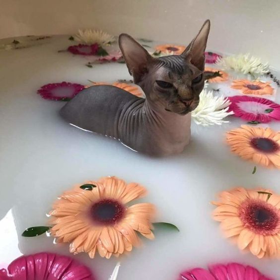 A Sphynx Cat inside the bath tub filled with milk water and floating flowers