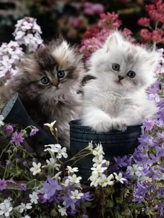 two Persian Cats in the flowers