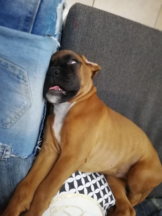 Boxer dog sleeping on the couch