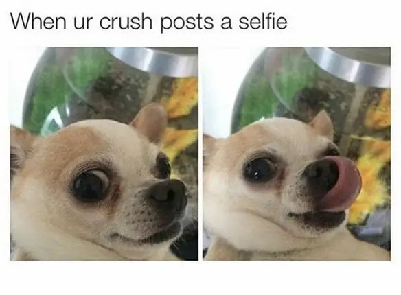 collage photo of a staring and licking its nose Chihuahua with a caption 