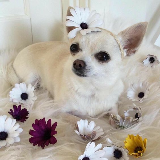 Chihuahua on the feathery carpet with flowers and wearing a head piece with a flower