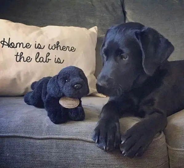 A Labrador lying on the couch next to a Labrador stuffed toy and a pillow that says - Home is where the lab is
