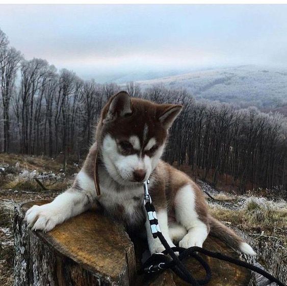 A Husky puppy lying on top of the chopped tree trunk in the forest during winter