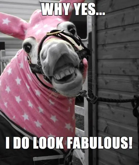 Funny Horse Meme with a horse wearing pink cloth mask with white stars with text 