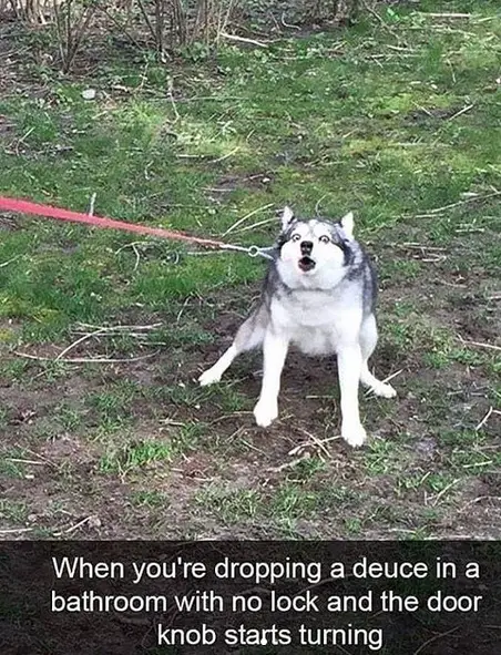 photo of a scared barking Husky and with caption - When you're dropping a deuce in a bathroom with no lock and the door knob starts turning