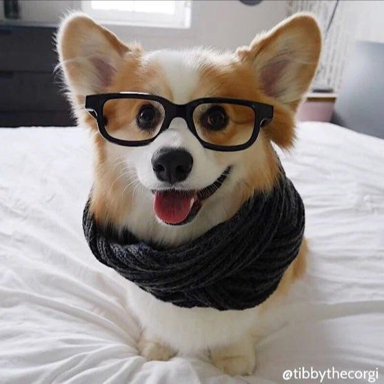 Corgi standing on the bed while wearing a black scarf and glasses