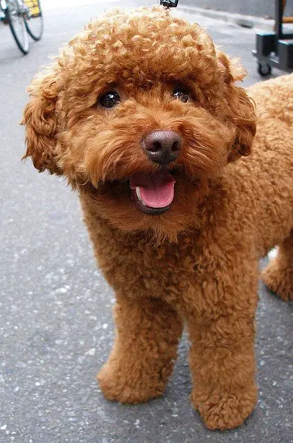 A poodle puppy standing on the pavement