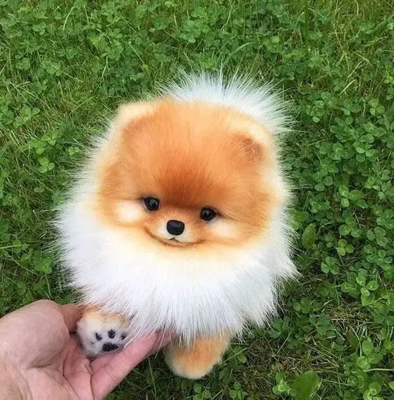 holding the paw of a smiling Pomeranian