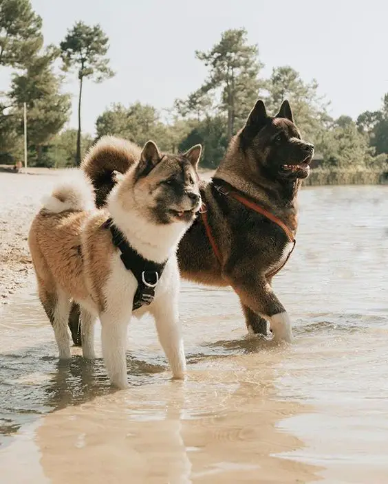 two Akita Inus standing by the seashore