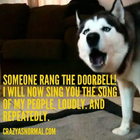 photo of a howling Husky with text - Someone rang the doorbell! I will now sing you the song of my people. Loudly. and. Repeatedly