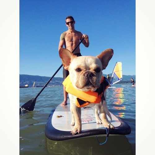 A French Bulldog standing on top of a surfing board in front of the man paddling