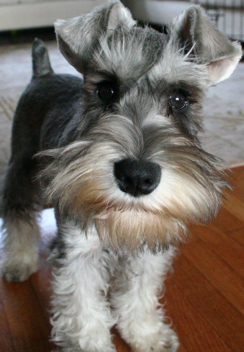 adorable Schnauzer standing on the floor