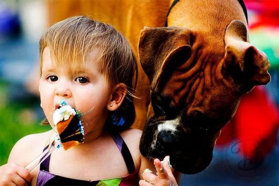 a boxer dog licking the hands of a kid eating cake