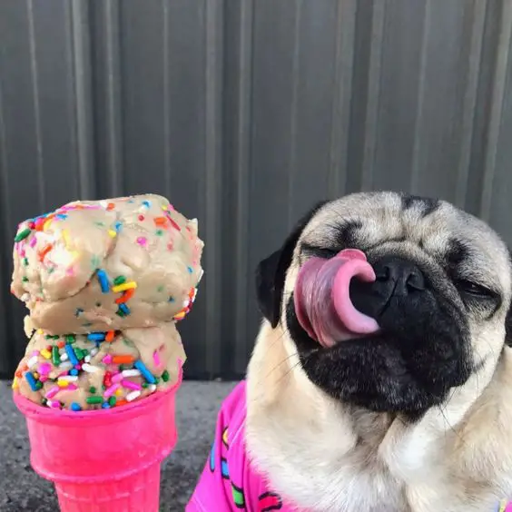 Pug licking an ice cream