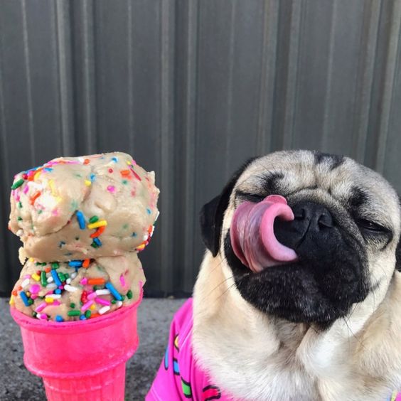 Pug licking an ice cream