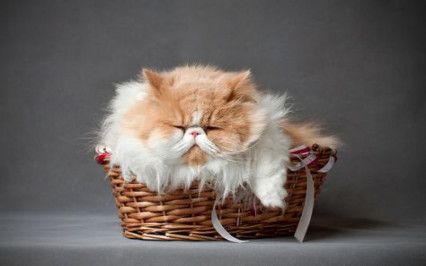 Persian Cat sleeping in the basket