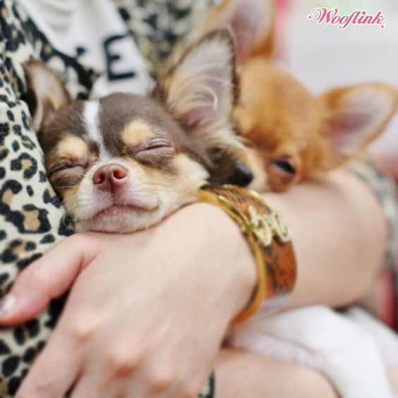 Chihuahua sleeping in its owner's arms