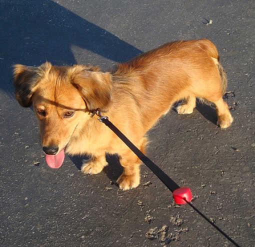 A Dachcorgi standing on the pavement with its tongue out