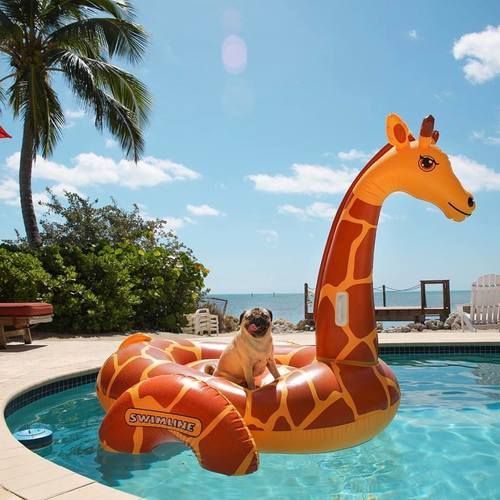 Pug sitting on top of a giraffe life saver