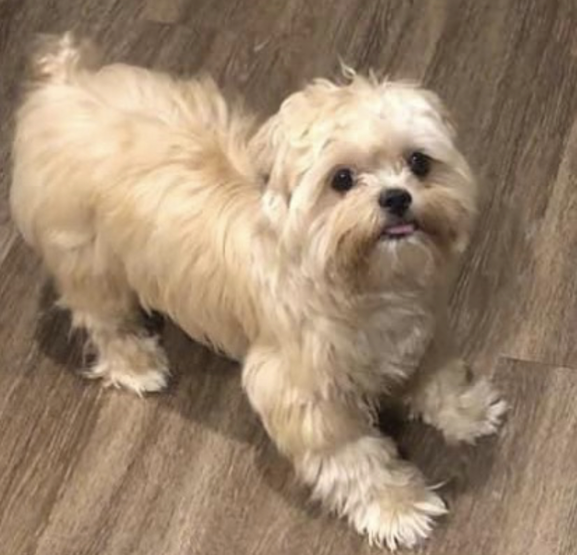 A cream York Tzu lying on the floor