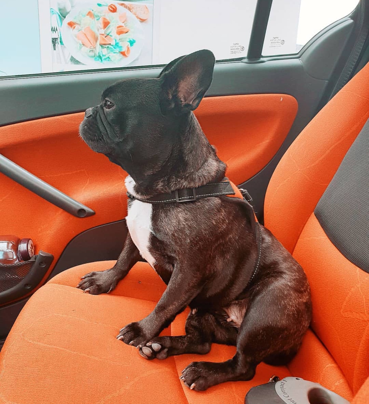 A French Bulldog sitting in the backseat inside the car