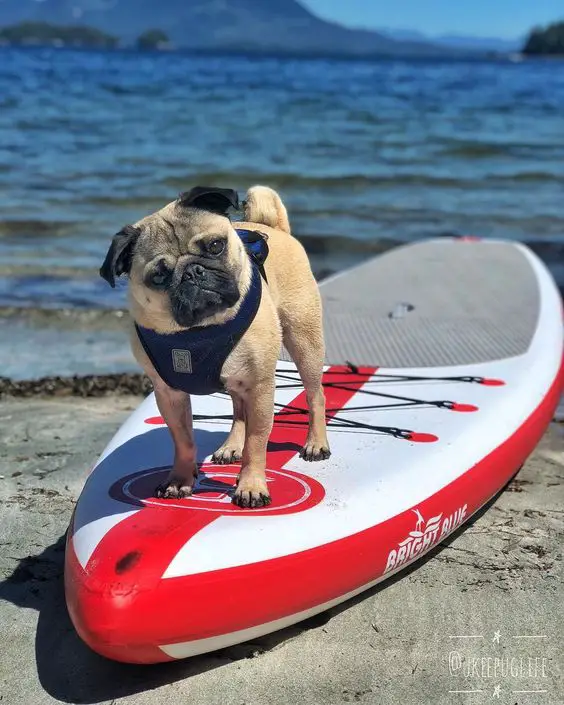 Pug on top of a surf board