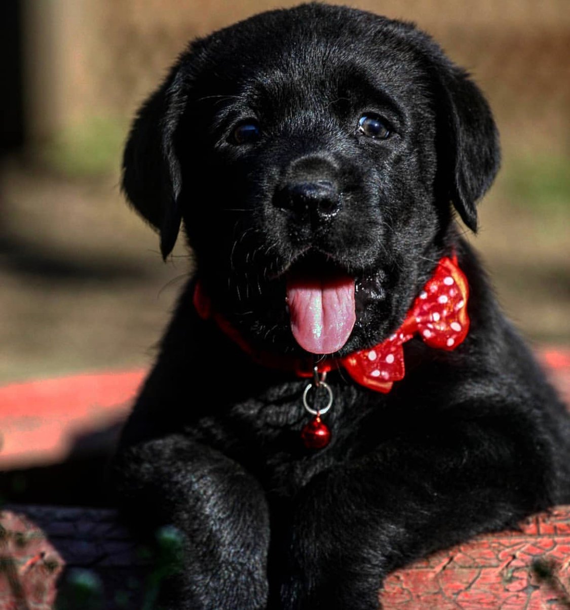 A black Labrador retriever puppy wearing a red ribbon collar lying on the pavement