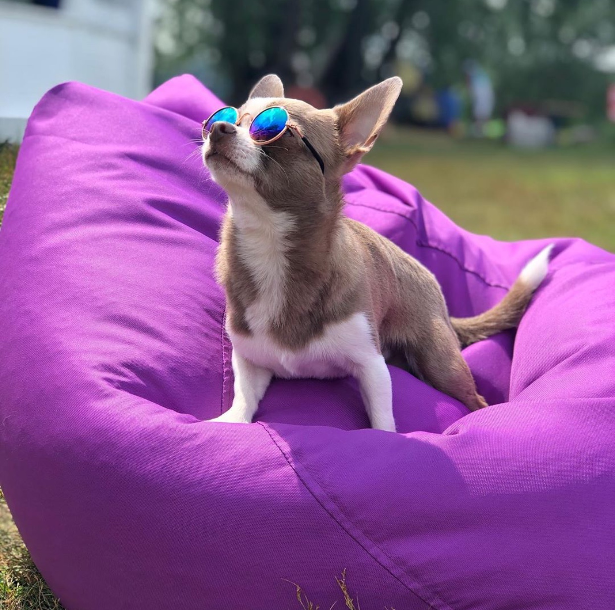 Chihuahua wearing sunglasses while looking up the sky
