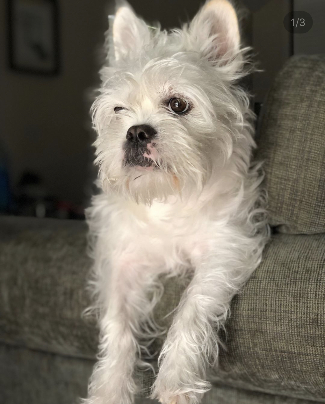 A Bul Tzu lying on the couch