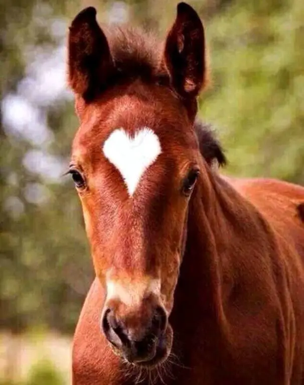 brown horse with heart shaped white hair on its forehead