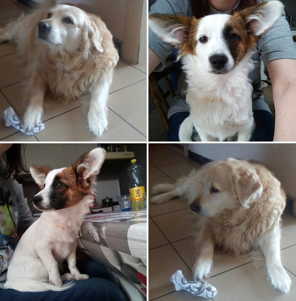 collage photos of Jack Retriever