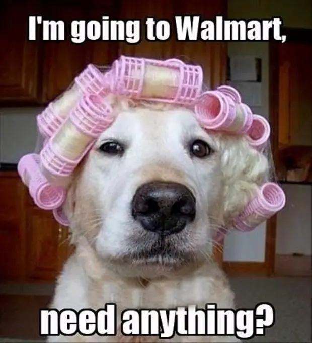 A Labrador wearing a wig with pink curlers and with text - I'm going to Walmart, need anything?