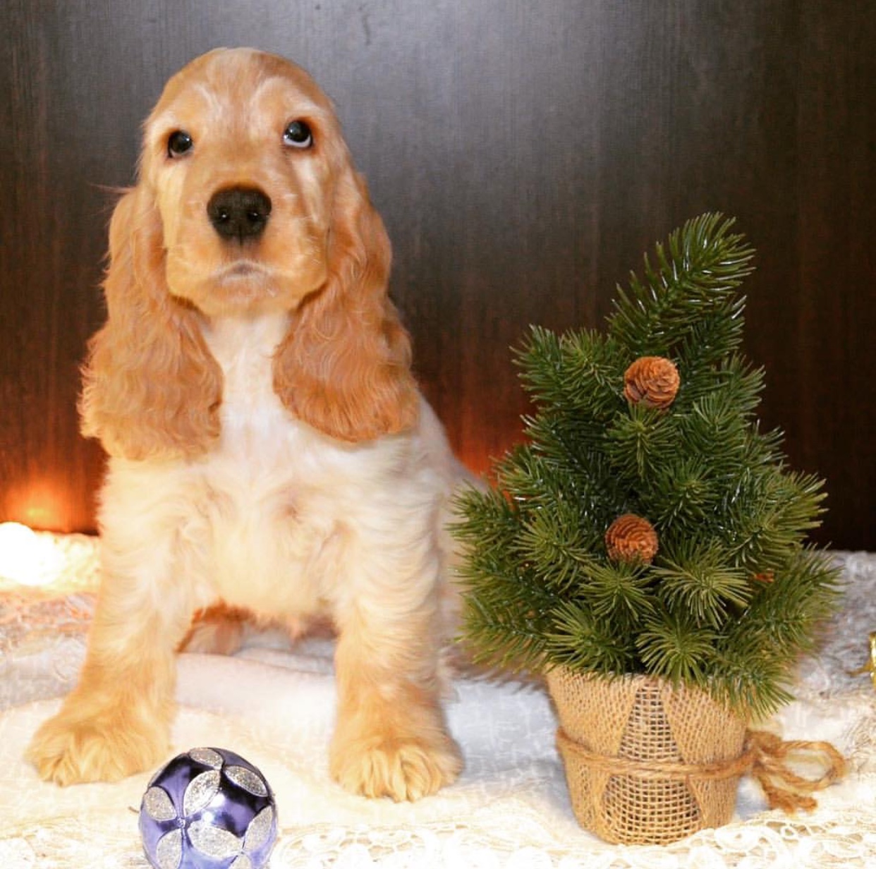 An English Cocker Spaniel puppy sitting on the white blanket next to a small christmas tree and a christmas ball in front of him