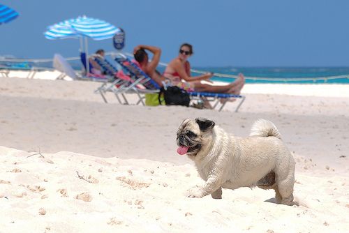 Pug walking on sad