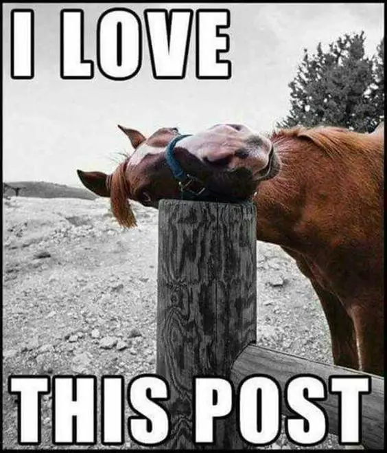 Funny Horse Meme of a horse with its head on top of the wood fence and text 