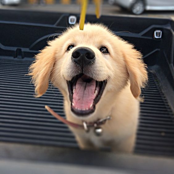 A Golden Retriever puppy standing inside the car trunk