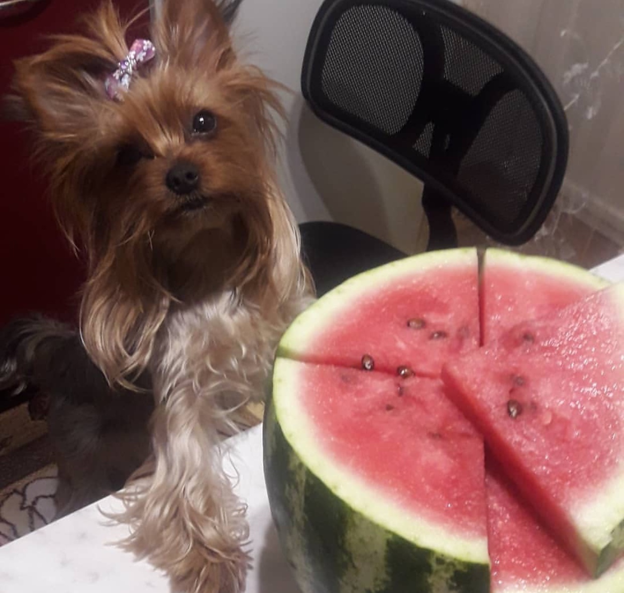 A Yorkshire Terrier sitting on the chair behind the watermelon on top of the table