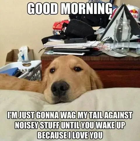 A Labrador standing behind the foot of the bed and with text - Good morning. I'm just ginna wag my tail against noisey stuff until you wake up because I love you
