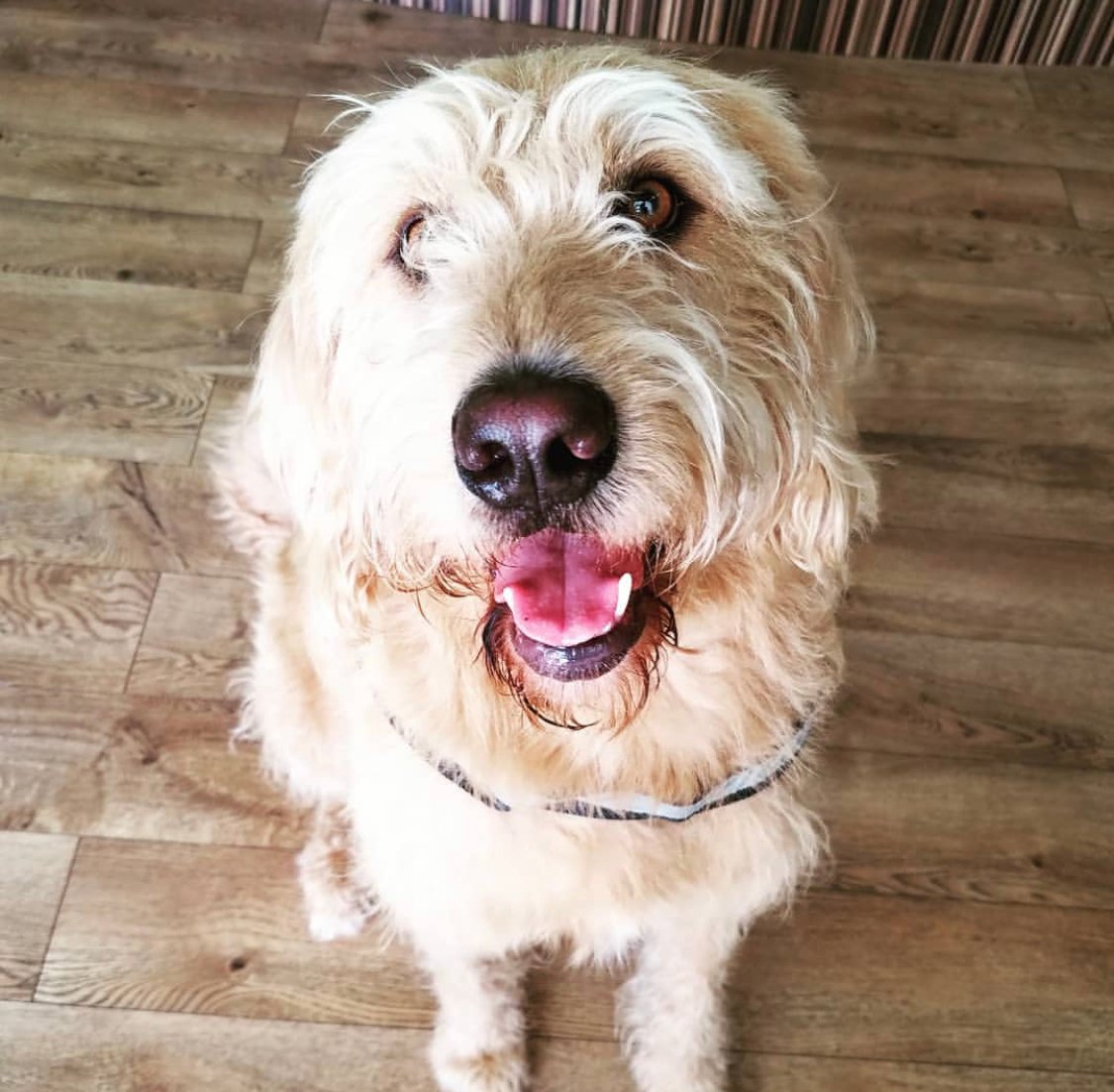A Poodlador sitting on the floor while smiling