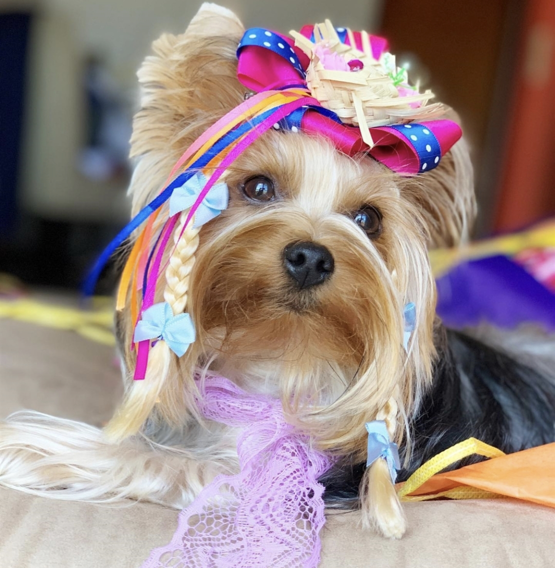 Yorkshire Terrier wearing colorful headpiece with blonde braids lying down on the bed