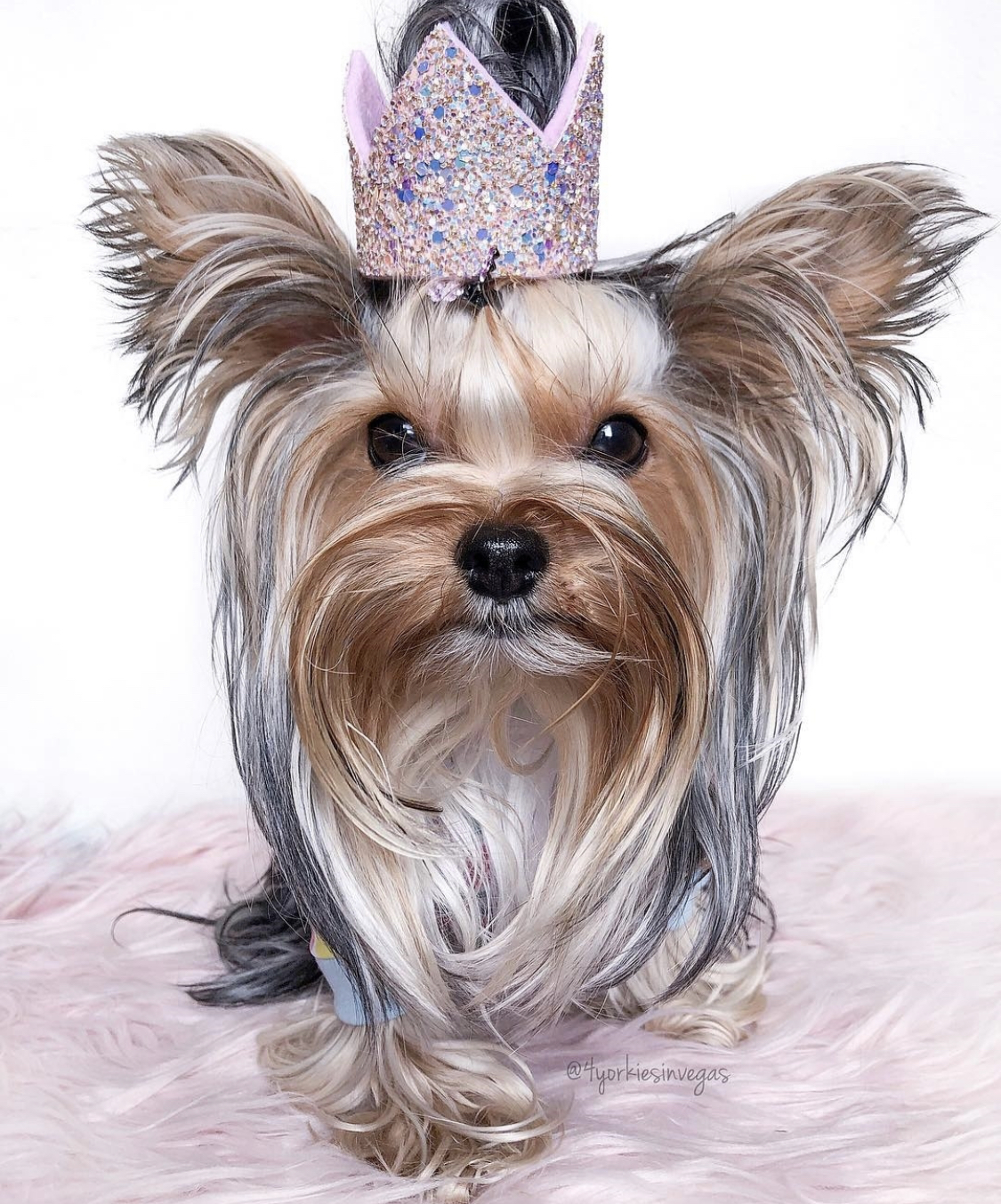Yorkshire Terrier with long silky hair wearing glittery crown sitting on the white feathery carpet in a white background